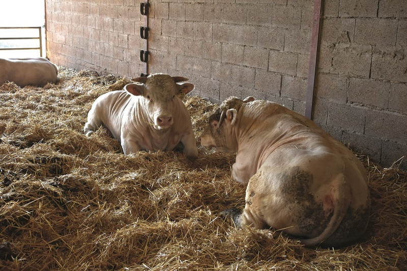 La Ferme du Grand Biolay à Romenay Image 4