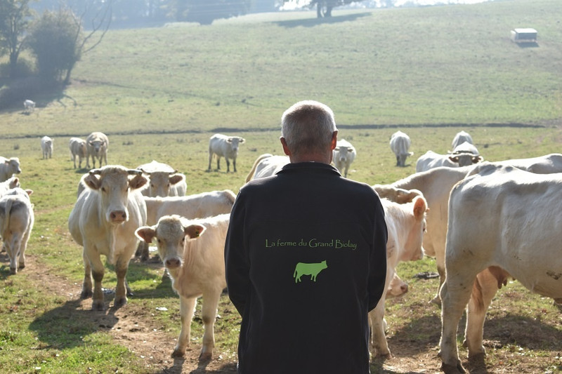 La Ferme du Grand Biolay à Romenay Image 1