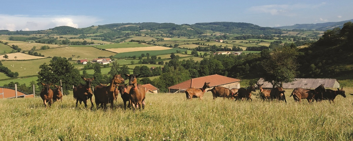Domaine des Ballifays à Germolles-sur-Grosne Image 1