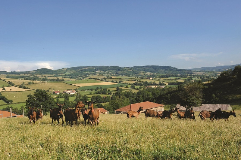Domaine des Ballifays à Germolles-sur-Grosne Image 3