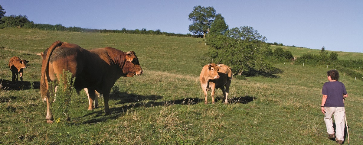 La Ferme de la Mère Boitier à Tramayes Image 1