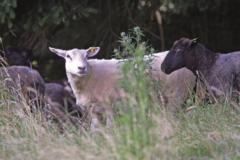 La Ferme de la Mère Boitier à Tramayes Image 2
