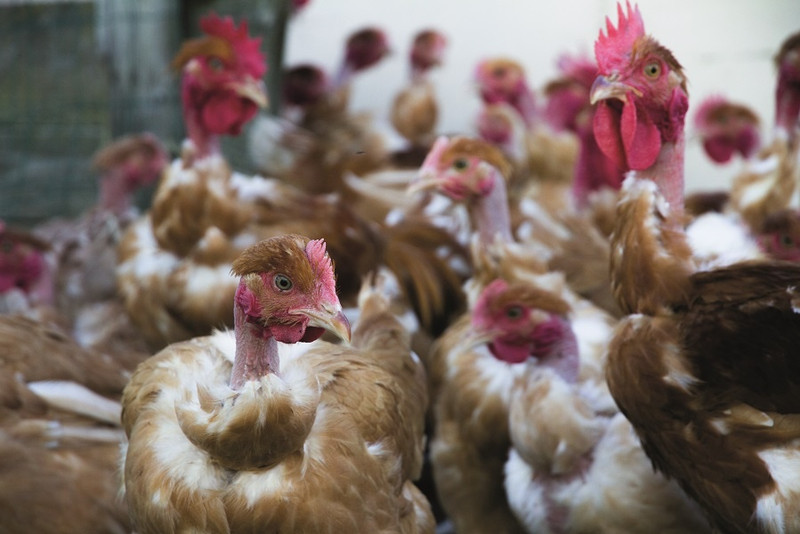 La Ferme de la Mère Boitier à Tramayes Image 3