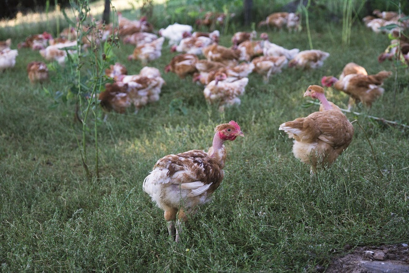 La Ferme de la Mère Boitier à Tramayes Image 4