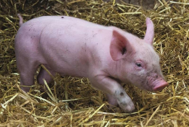 La Ferme de la Mère Boitier à Tramayes Image 5
