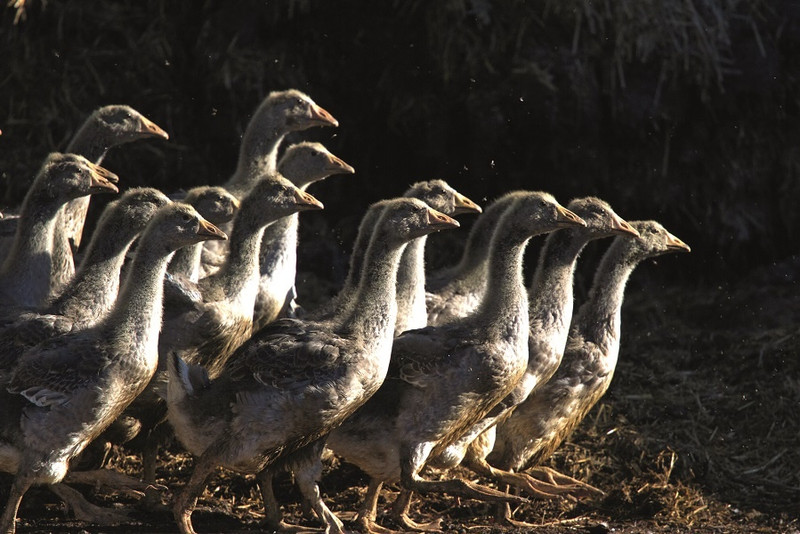 La Ferme de la Mère Boitier à Tramayes Image 1