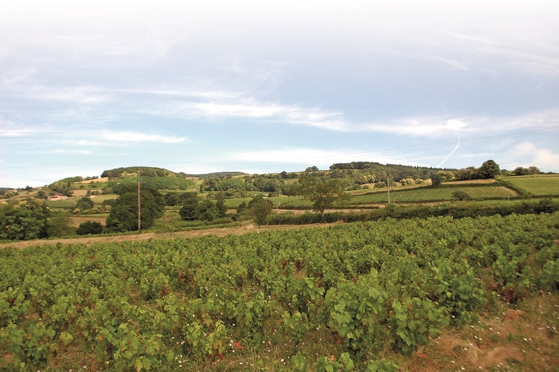 Le Domaine de Monterrain à Serrières Image 5
