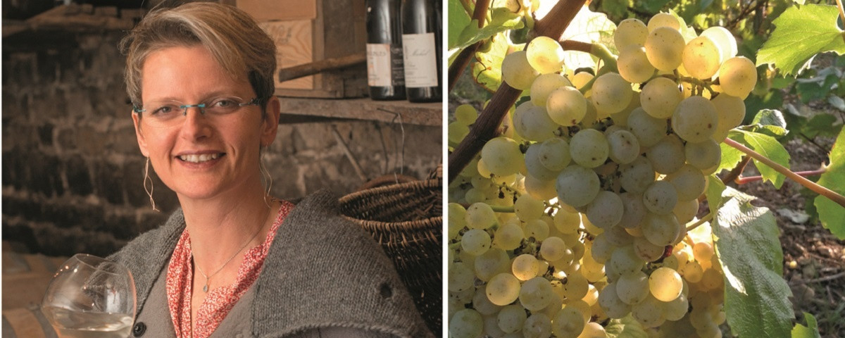 Domaine La Pascerette des Vignes à Sologny Image 1