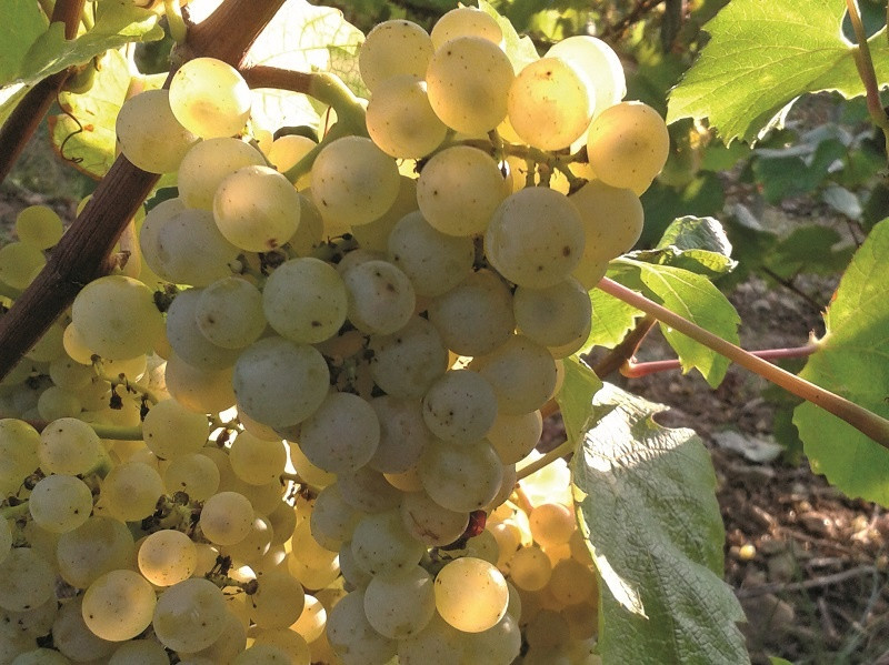 Domaine La Pascerette des Vignes à Sologny Image 3