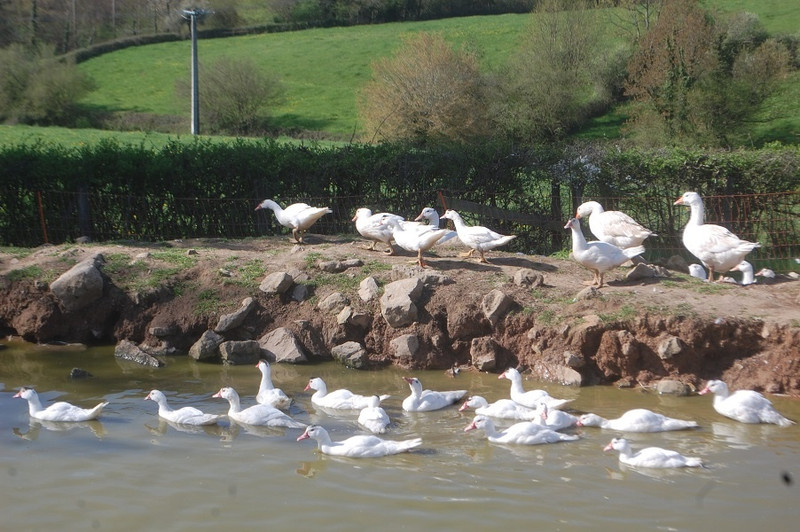 La Basse-Cour Cannata à Bergesserin Image 4
