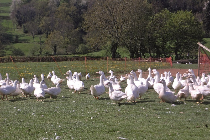La Basse-Cour Cannata à Bergesserin Image 5