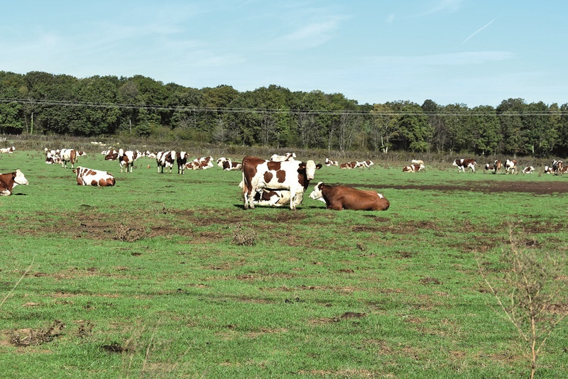 Gaec du Marnizot à Buxy Image 2