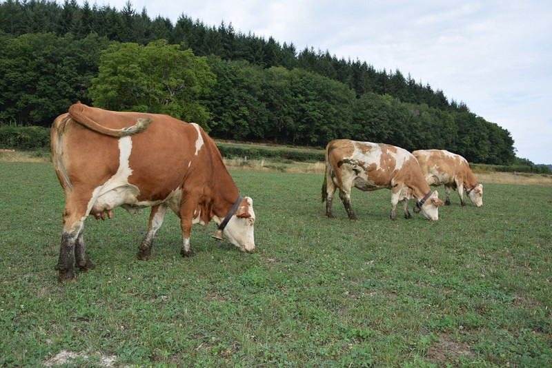 La Ferme des Montigots à La Celle-en-Morvan Image 2