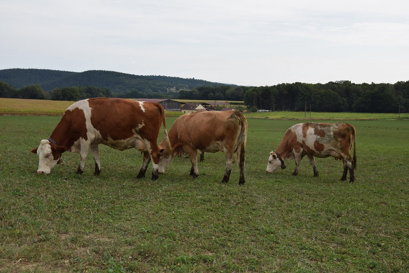 La Ferme des Montigots à La Celle-en-Morvan Image 5