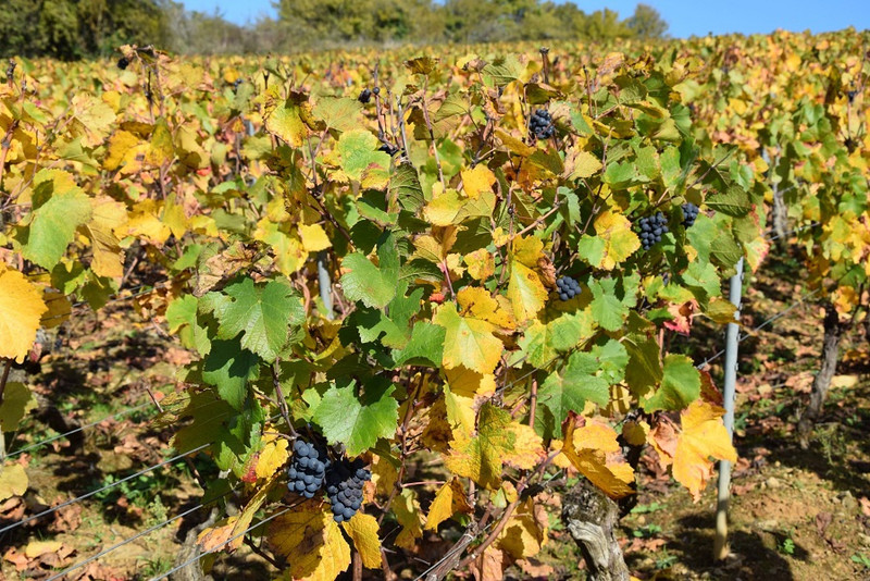 Domaine Château Miraudet à Dracy-Lès-Couches Image 4