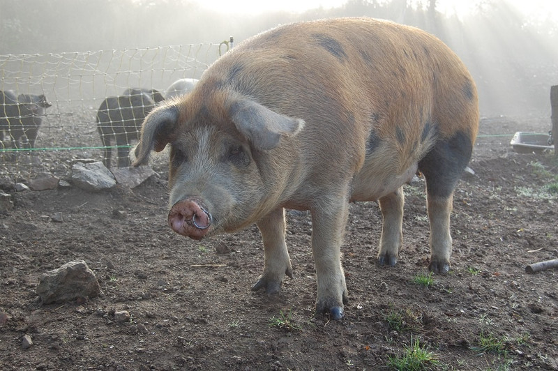 La Ferme de Dront à Anost Image 2