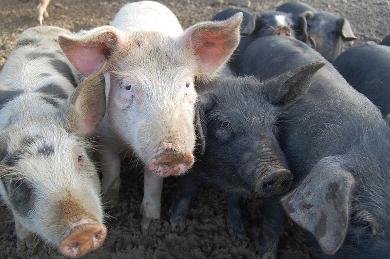 La Ferme de Dront à Anost Image 3