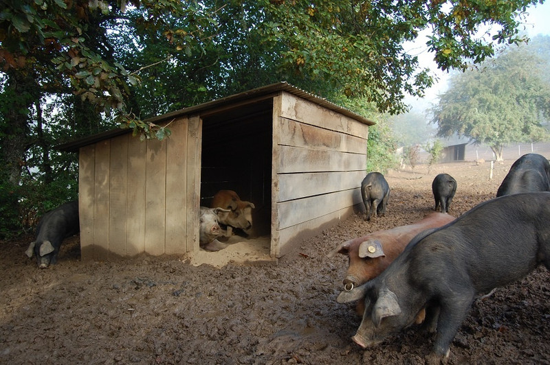 La Ferme de Dront à Anost Image 5