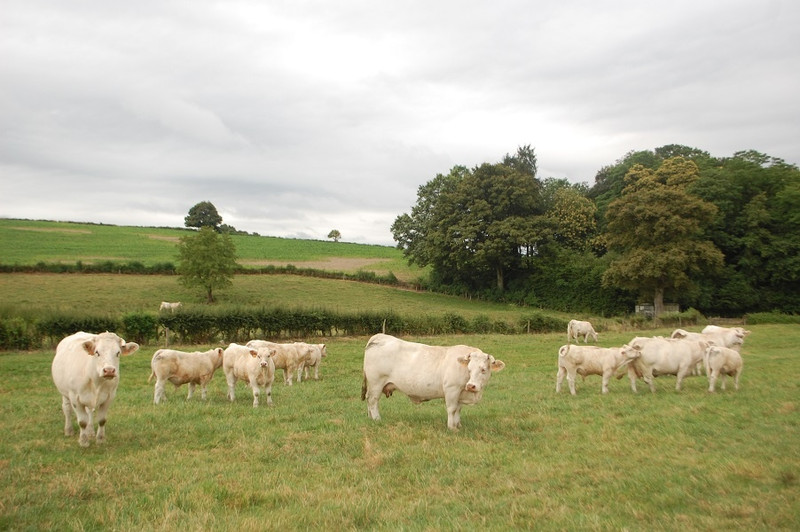 Le GAEC des Grands Genêts à Dettey Image 5