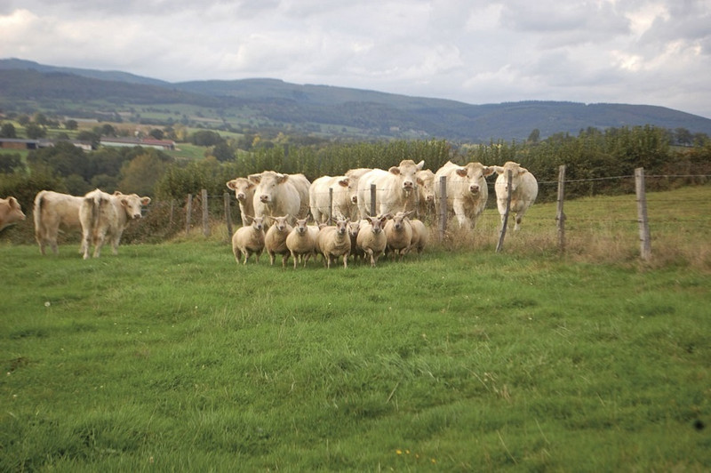 François de Guélis à Brion Image 3