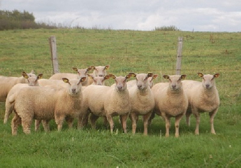 François de Guélis à Brion Image 1