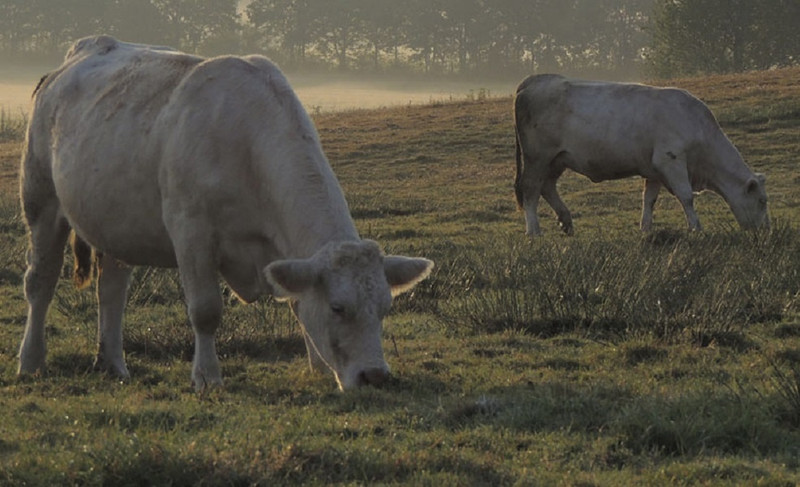 Le Gaec Joly à Monthelon Image 1