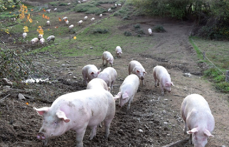 Le Gaec Vailleau-Gauthier à Charmoy Image 4
