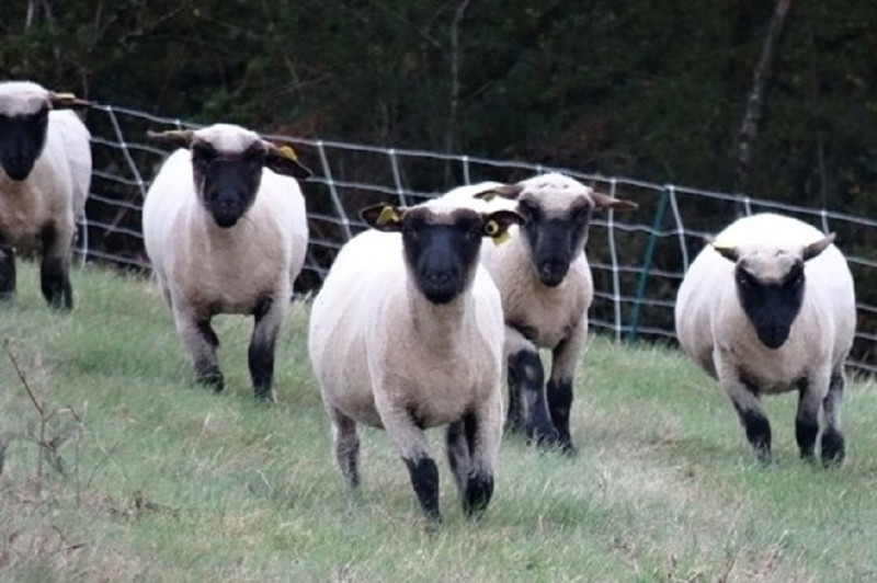 L’agneau de A à Z à La Grande-Verrière Image 1