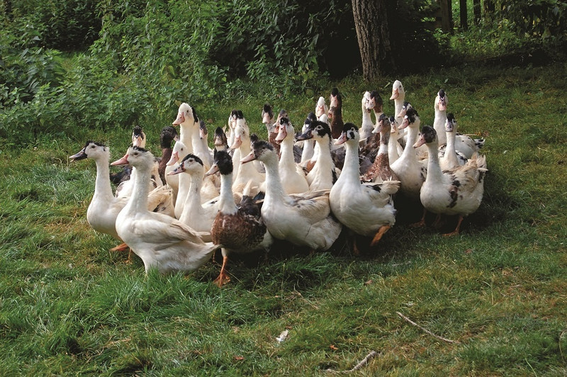 La Ferme Lou Metché à Saint-Bonnet-en-Bresse Image 4