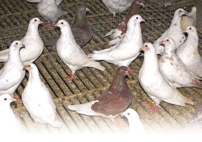 Philippe Bon à Saint-Martin-en-Bresse Image 1