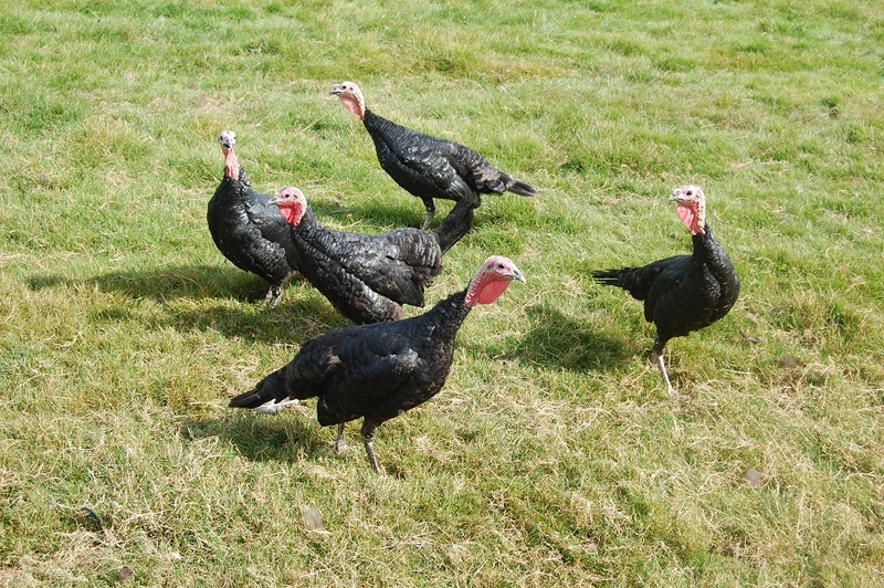La Paulée à Saint-Didier-en-Bresse Image 3