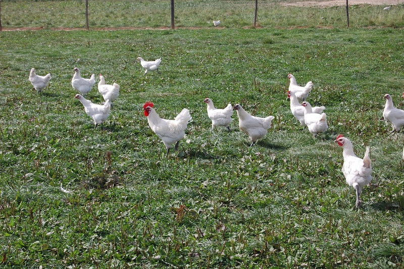 La Paulée à Saint-Didier-en-Bresse Image 4