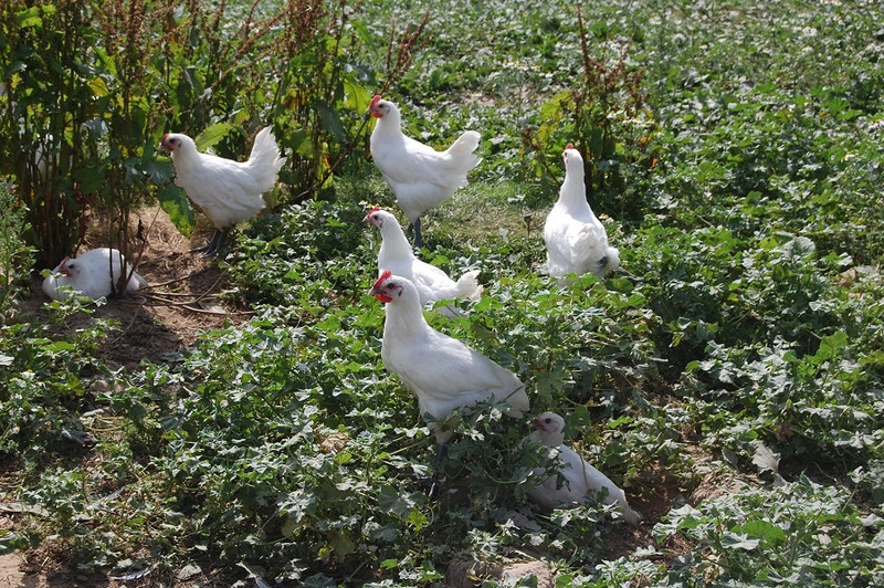 La Paulée à Saint-Didier-en-Bresse Image 5