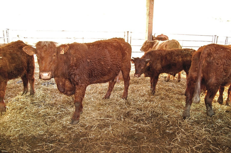 La Ferme du Château à Champagnat Image 1