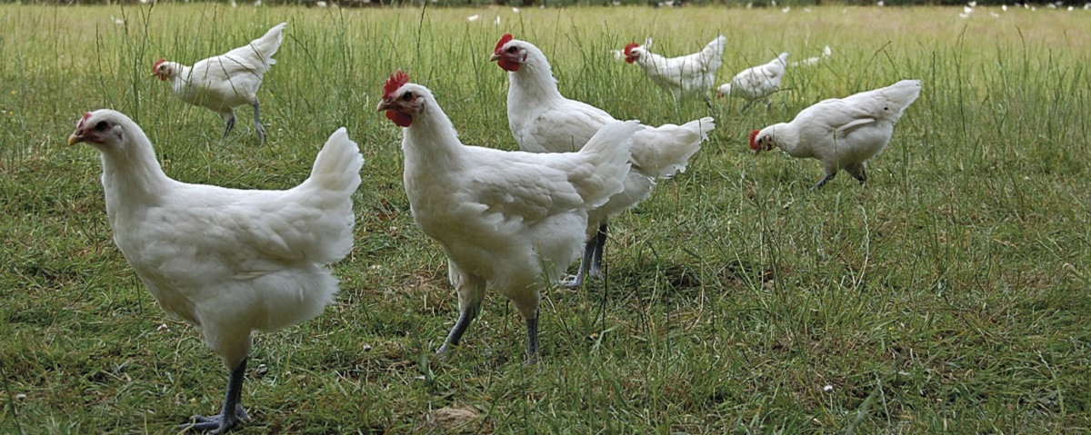 Le Gaec Laurency à Saint-Usuge Image 1