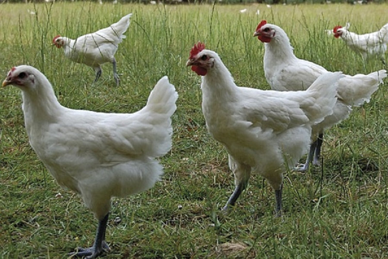 Le Gaec Laurency à Saint-Usuge Image 1