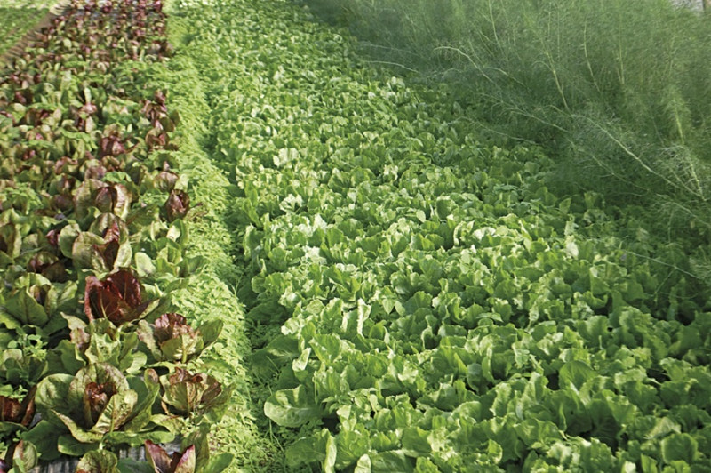 Le Potager du maraîcher à Branges Image 2
