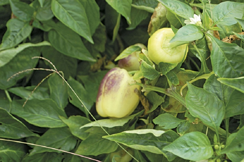 Le Potager du maraîcher à Branges Image 3