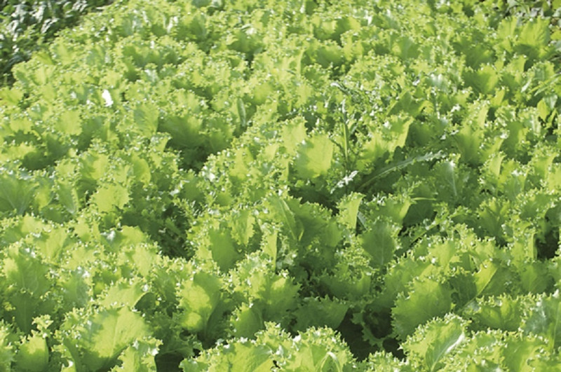 Le Potager du maraîcher à Branges Image 1