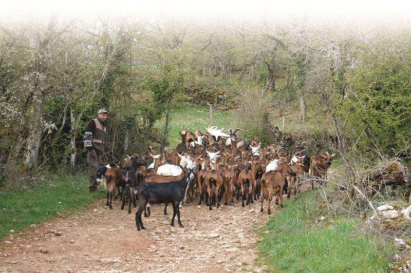 Gaec de La Chèvre de Russilly à Givry Image 2