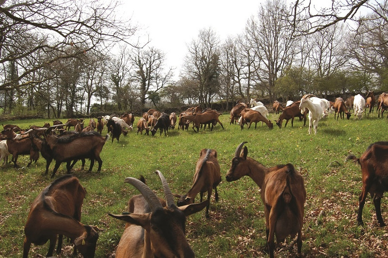 Gaec de La Chèvre de Russilly à Givry Image 1