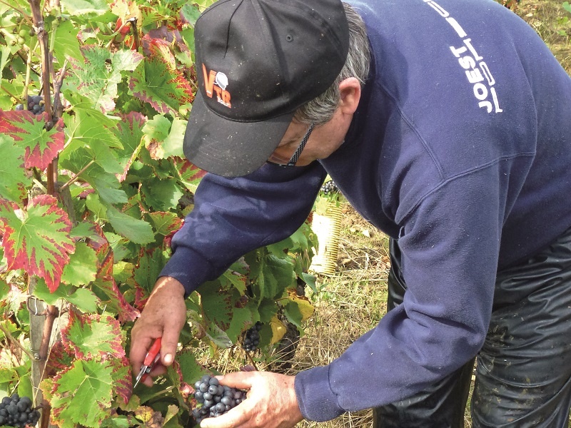 Le Domaine de l’Écette, Vincent Daux à Rully Image 4