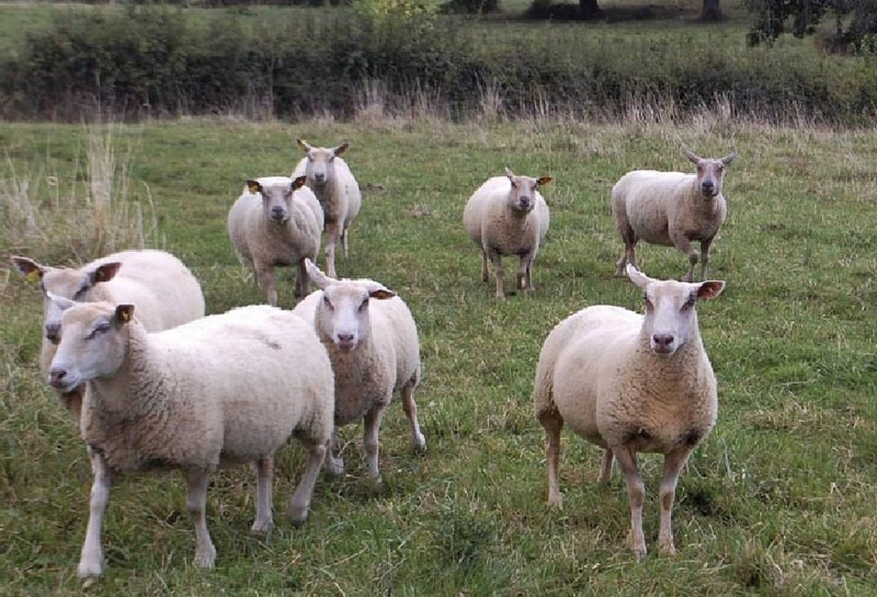 Ferme de la Goutteuse à Saint-Boil Image 3