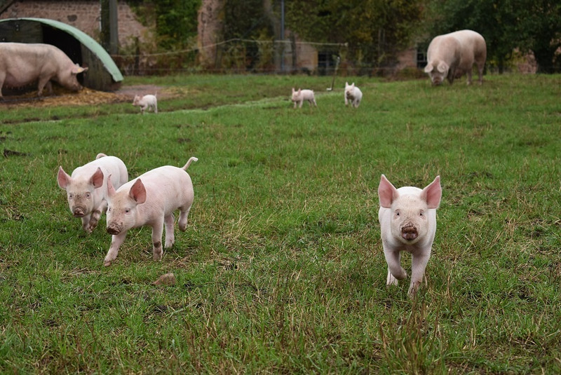 La Ferme des Blancs à Colombier-en-Brionnais Image 1