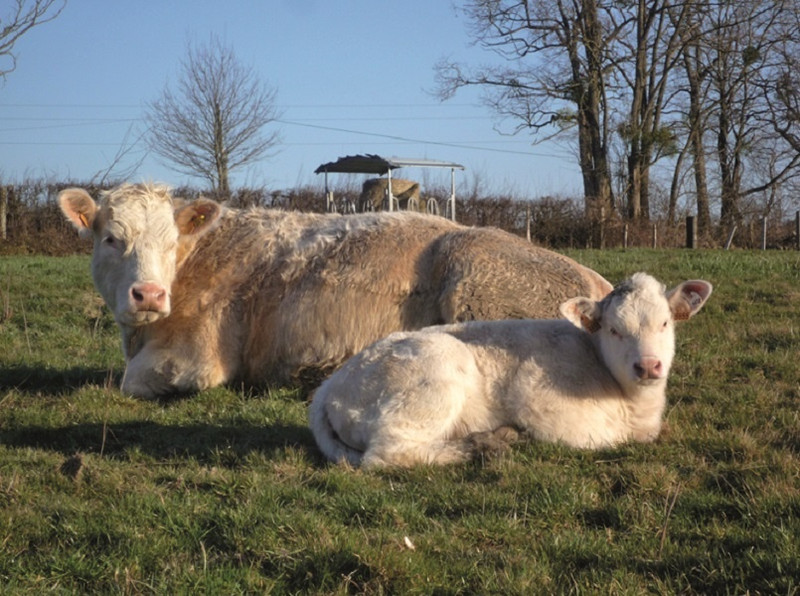 La Ferme de Saint-Vallier à Saint-Vallier Image 2