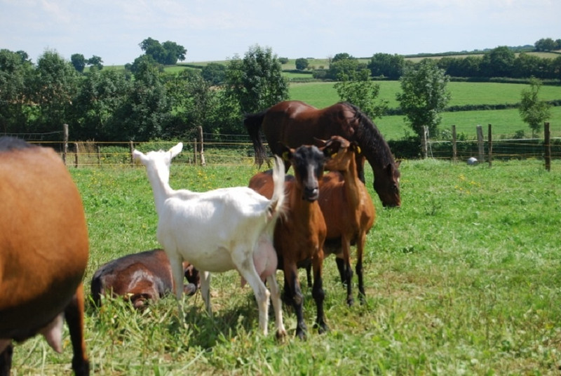 La Ferme du Montot à Oudry Image 5