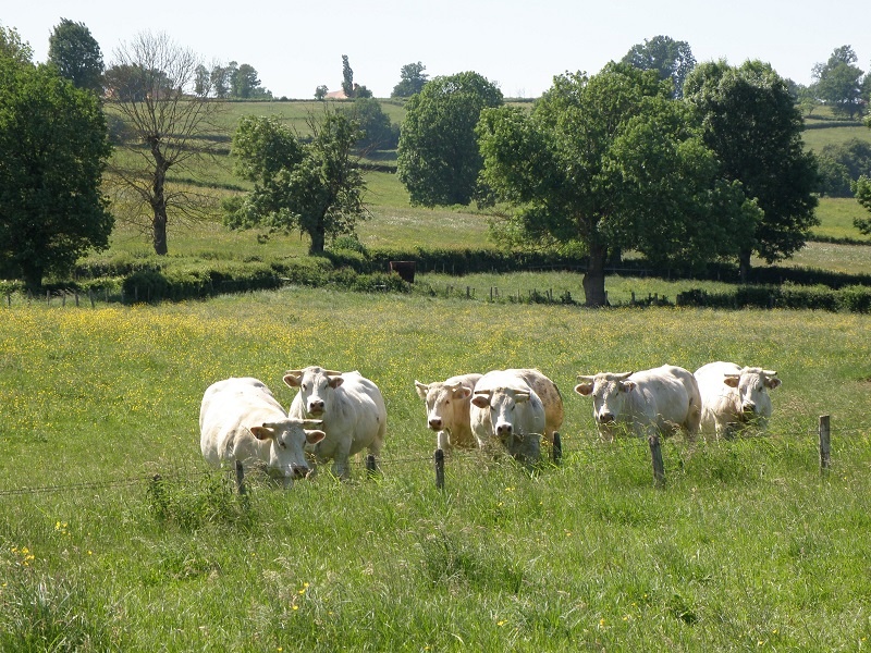 La Maison du Charolais à Charolles Image 4