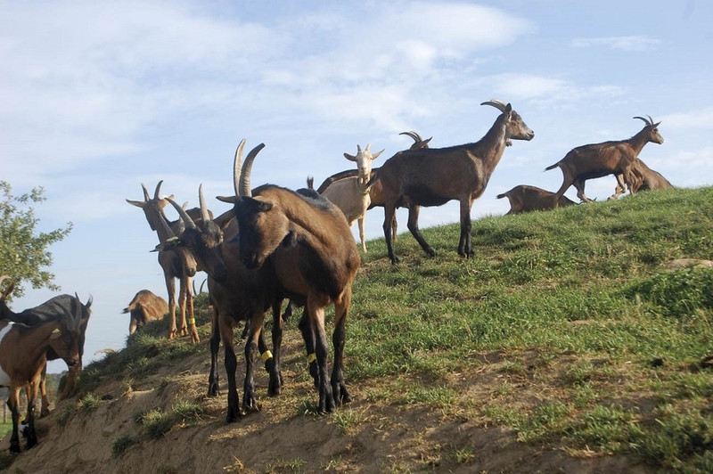 La Ferme des Bien Vivants à Champlecy Image 2