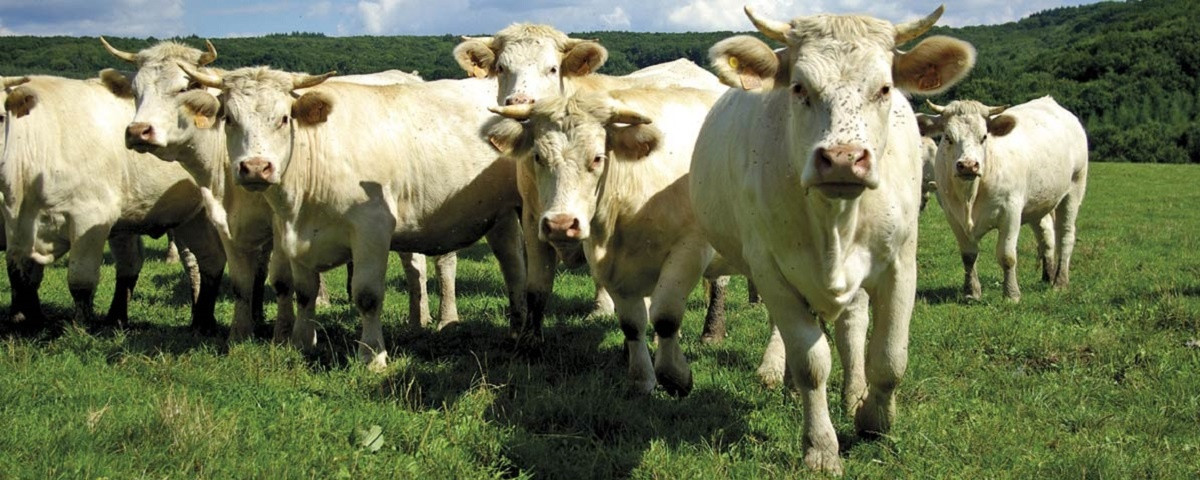 La Ferme Bichet à Génelard Image 1