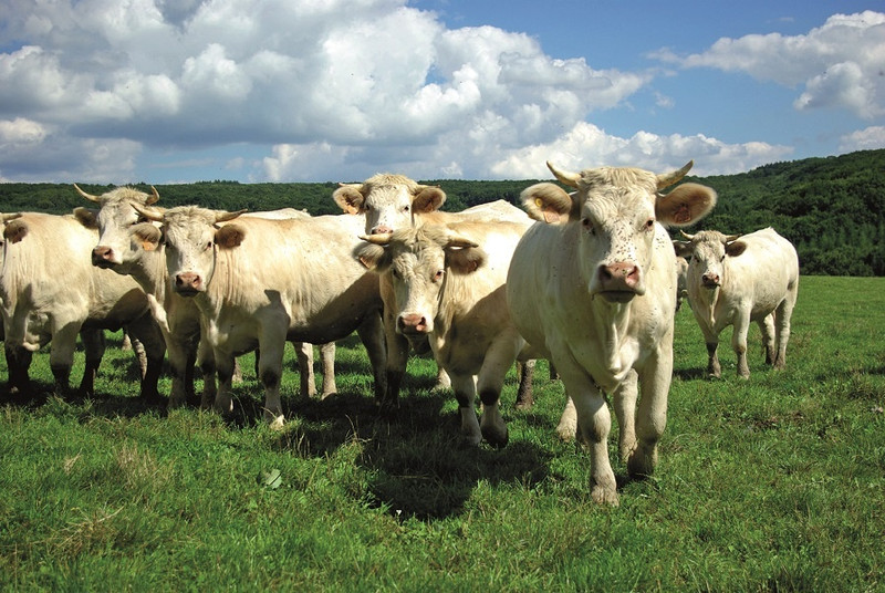 La Ferme Bichet à Génelard Image 2